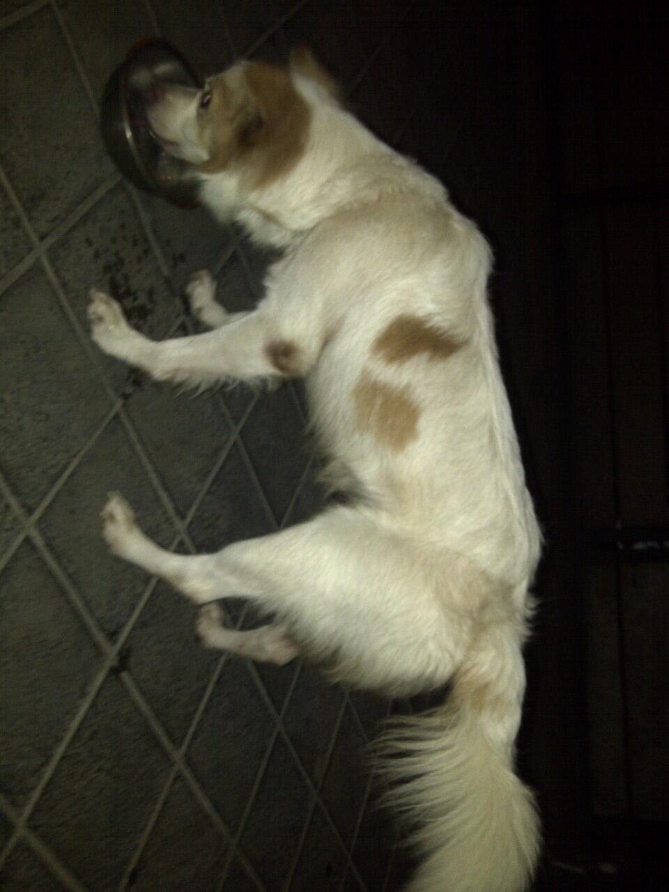 Hibah/bagi yg merasa kehilangan Anjing mix breed daerah pluit,rescue dr pluit timur