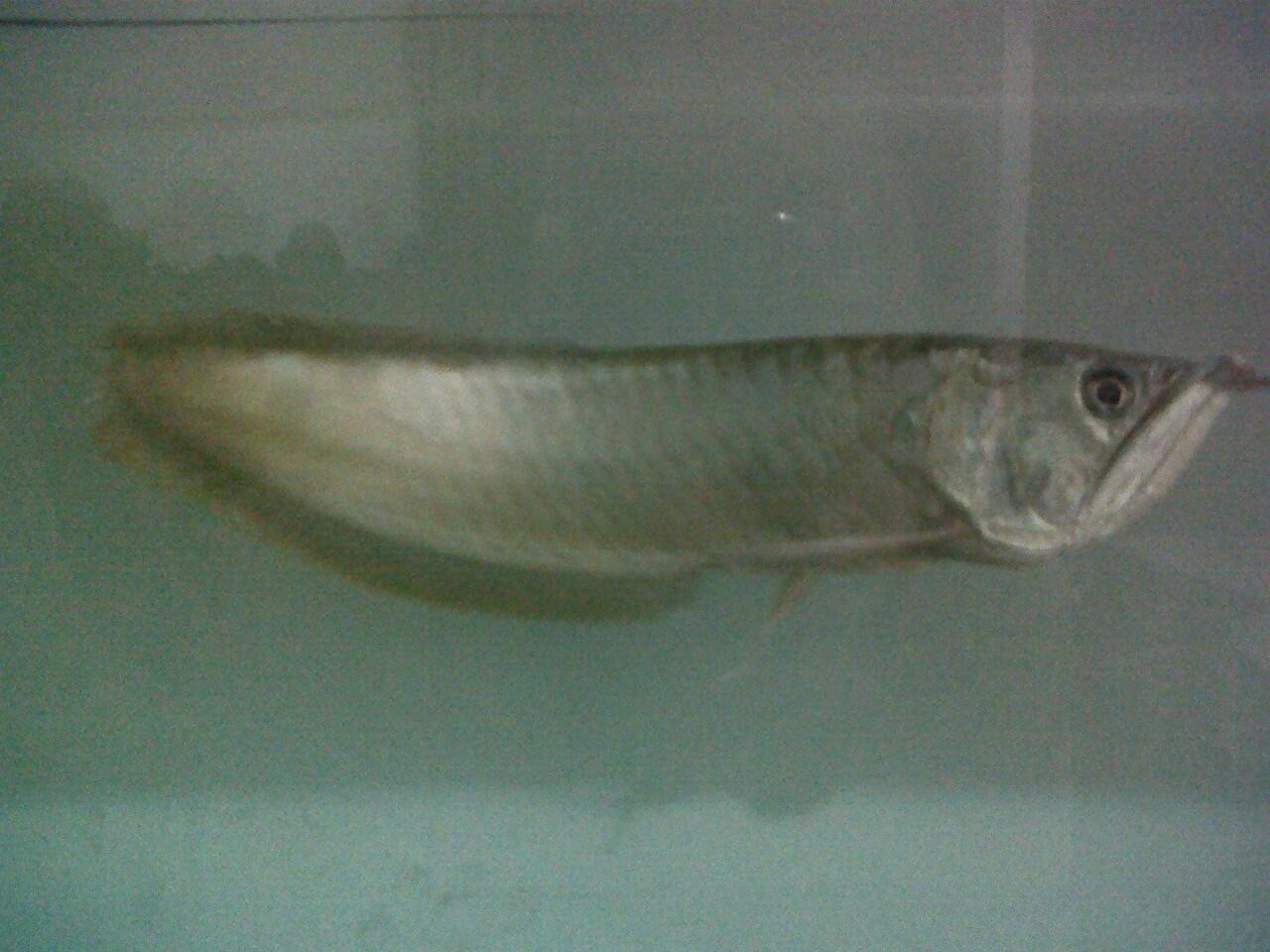 Arwana Silver brazil MURAH (Bonus Cendol)