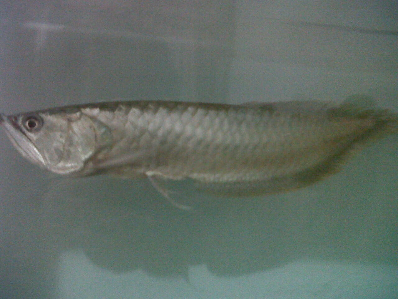 Arwana Silver brazil MURAH (Bonus Cendol)