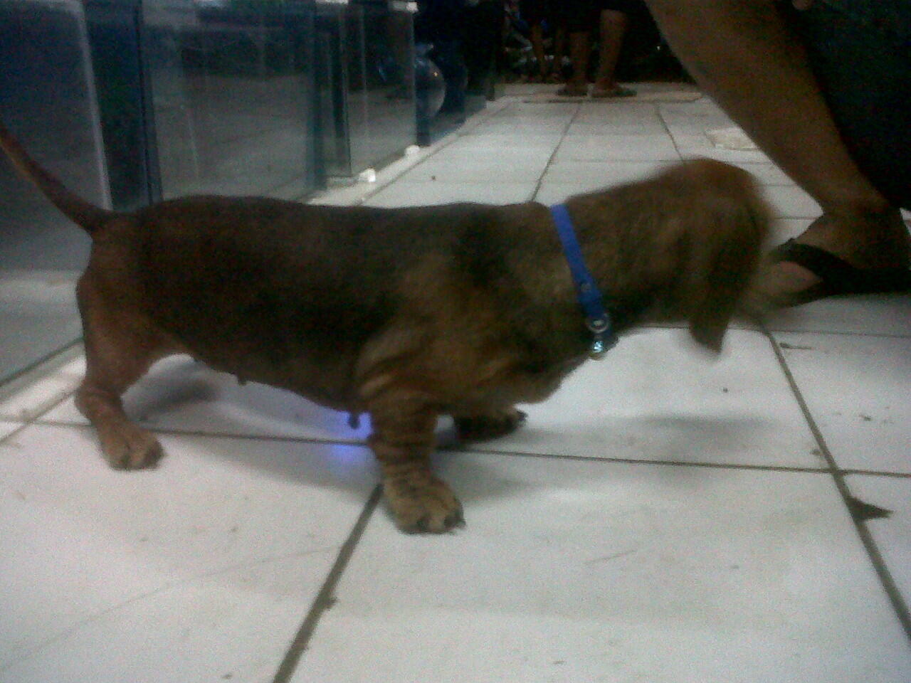 DIJUAL ANJING TEKEL BETINA CEPER BANGETT GAN (TANGERANG)
