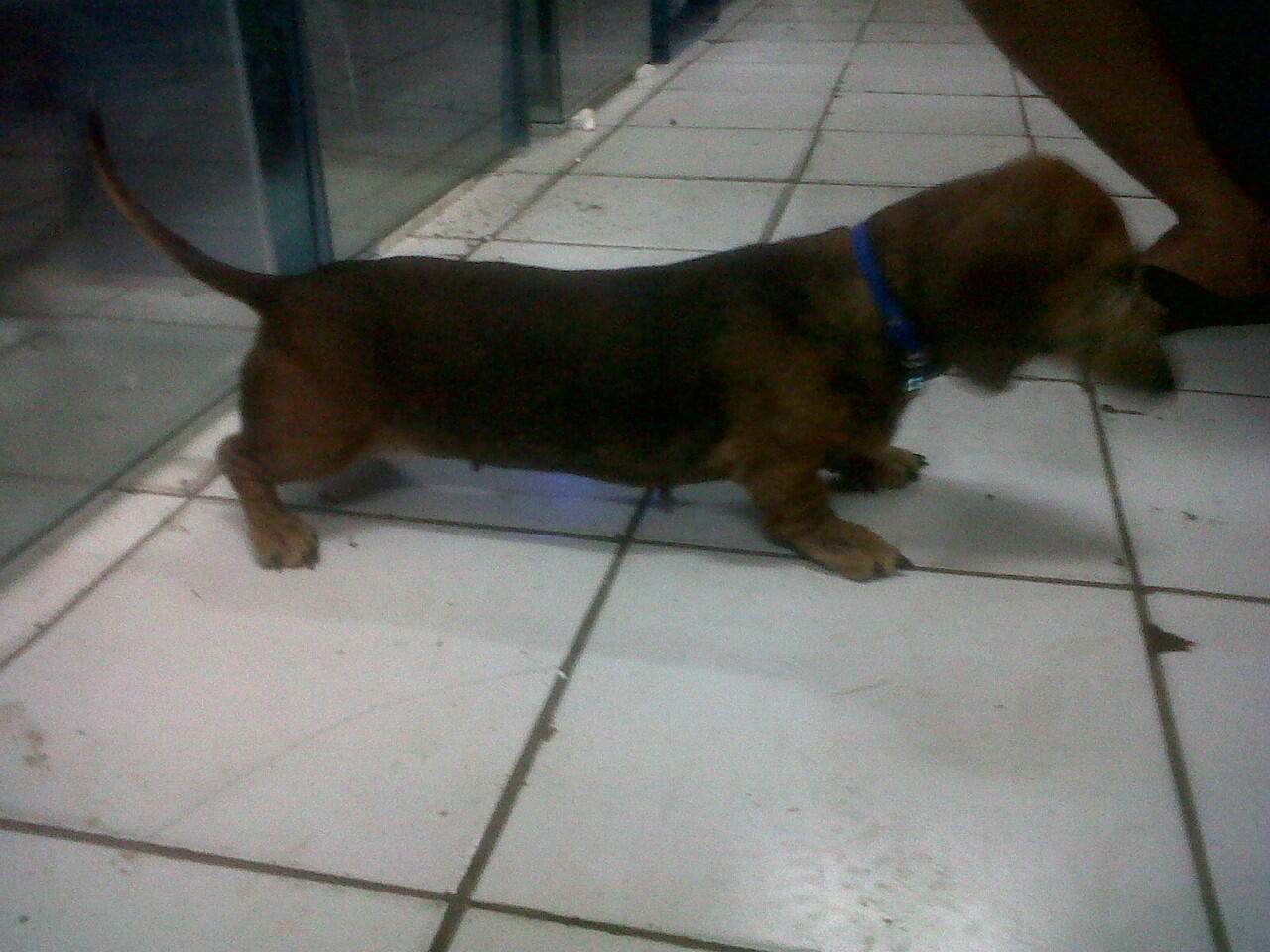 DIJUAL ANJING TEKEL BETINA CEPER BANGETT GAN (TANGERANG)