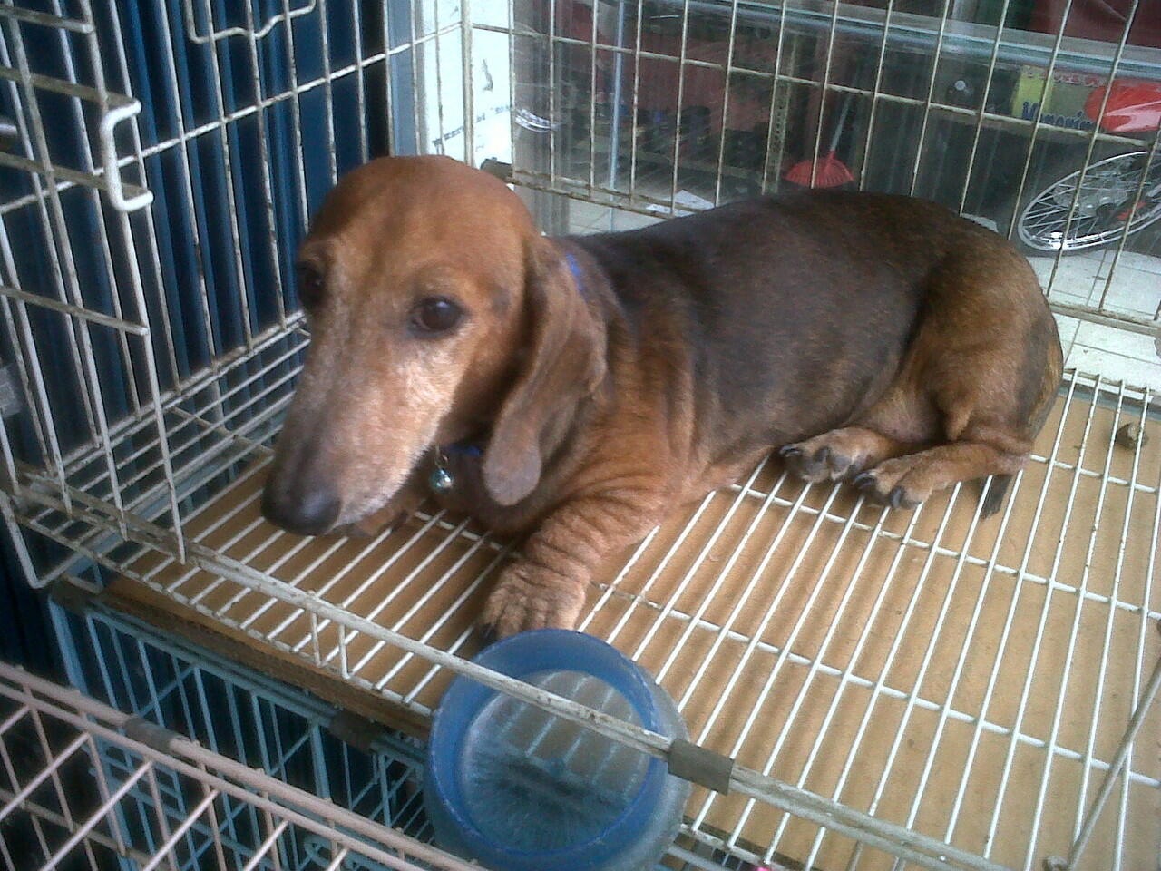 DIJUAL ANJING TEKEL BETINA CEPER BANGETT GAN (TANGERANG)