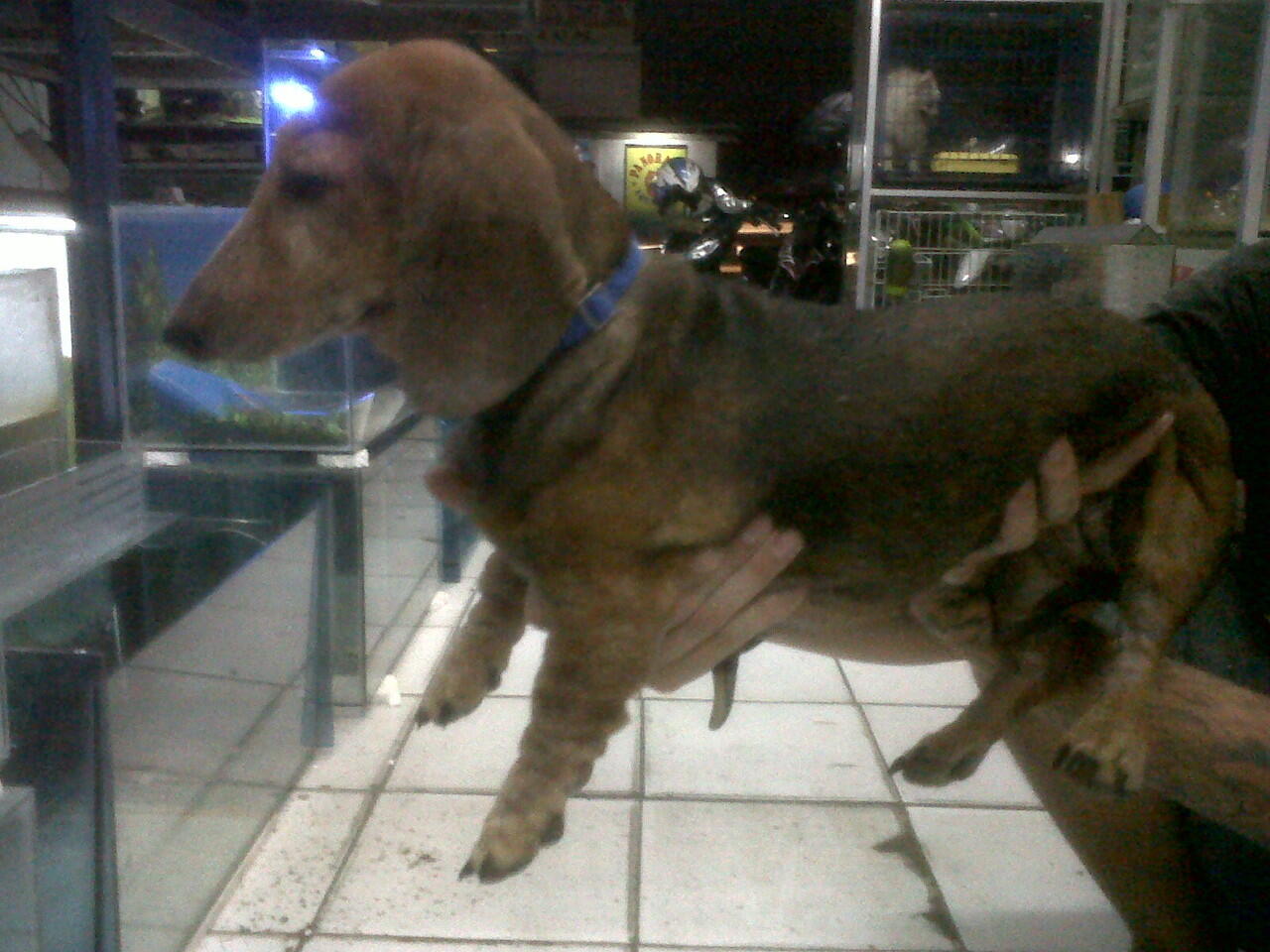 DIJUAL ANJING TEKEL BETINA CEPER BANGETT GAN (TANGERANG)