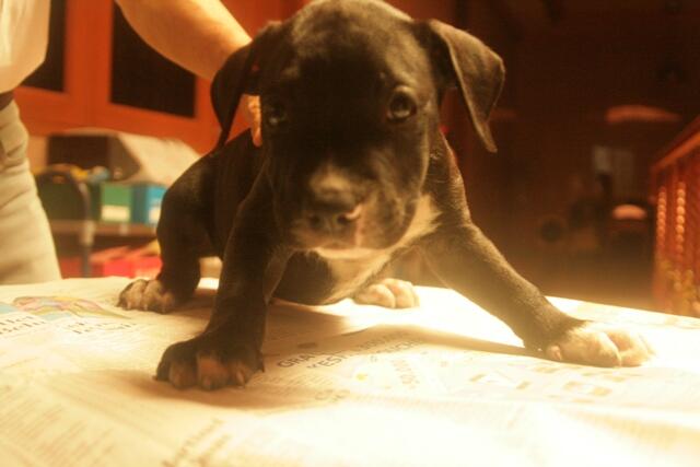 dijual 6 anak pitbull tulang kasar dan periang