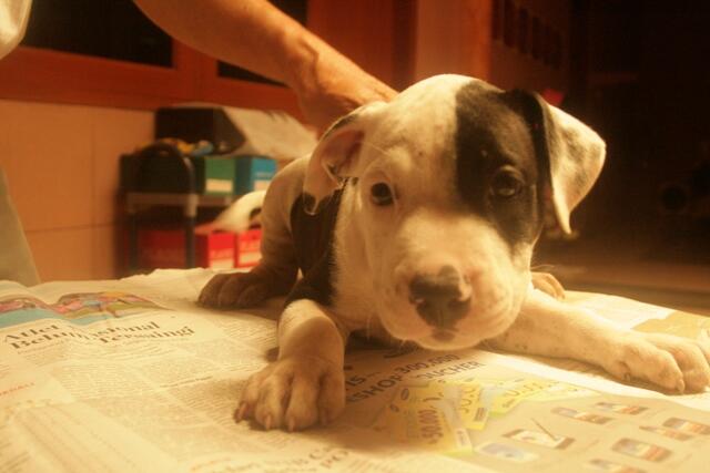dijual 6 anak pitbull tulang kasar dan periang
