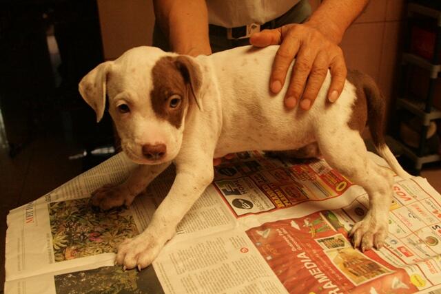 dijual 6 anak pitbull tulang kasar dan periang