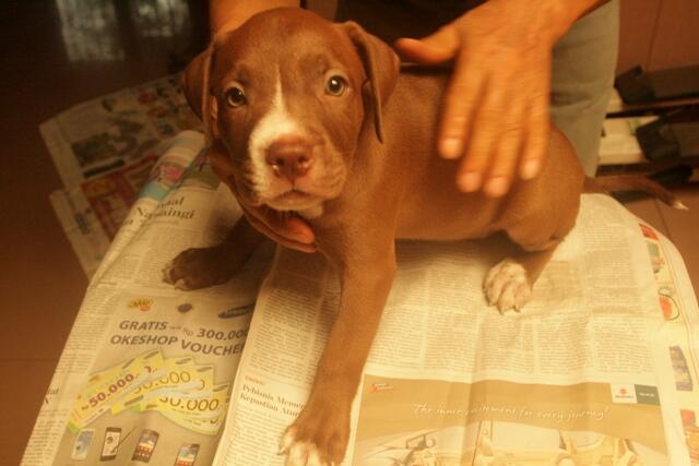 dijual 6 anak pitbull tulang kasar dan periang
