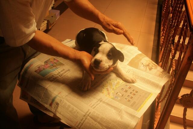 dijual 6 anak pitbull tulang kasar dan periang