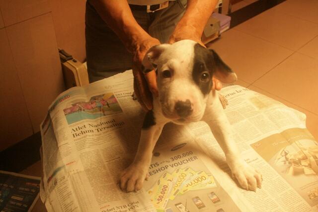 dijual 6 anak pitbull tulang kasar dan periang