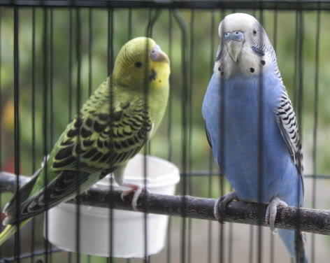 jual burung parkit sepasang muhmer
