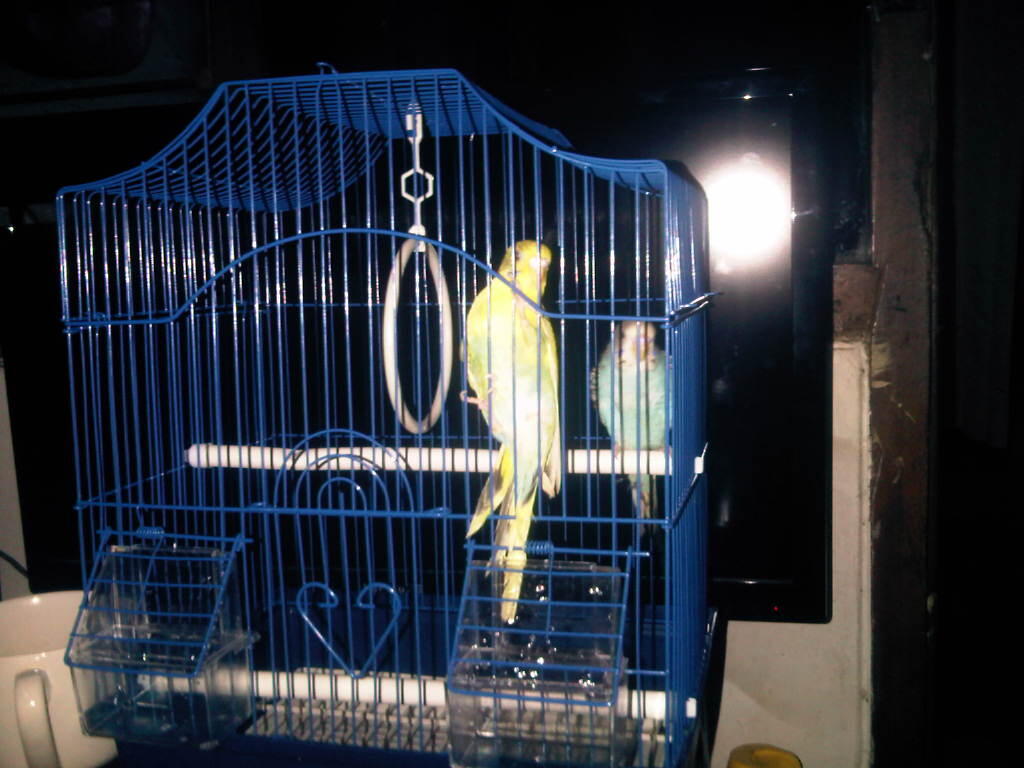 jual burung parkit sepasang muhmer