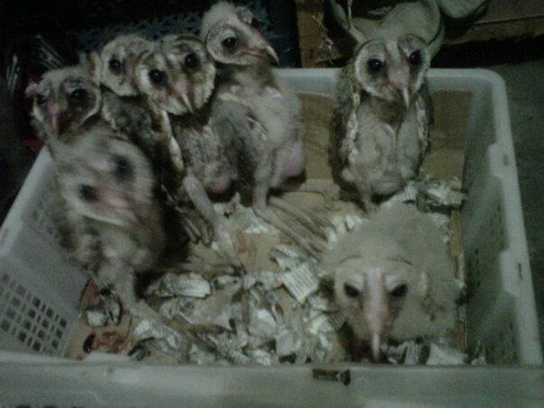 dijual molu, carpet , retic dan barn owl