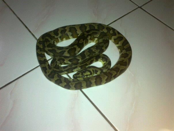 dijual molu, carpet , retic dan barn owl