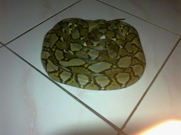 dijual molu, carpet , retic dan barn owl