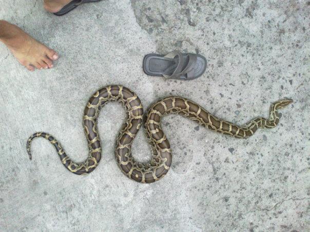 dijual molu, carpet , retic dan barn owl