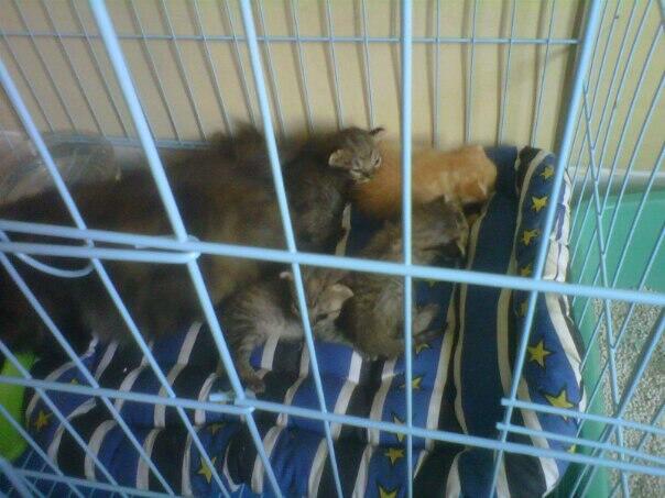 Jual betina Persia + 4 anak (umur 8 hari)