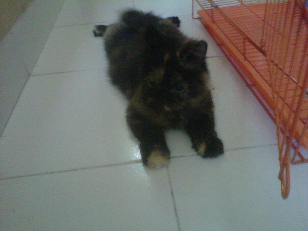 Jual betina Persia + 4 anak (umur 8 hari)