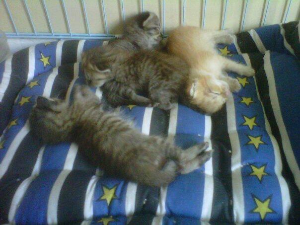 Jual betina Persia + 4 anak (umur 8 hari)
