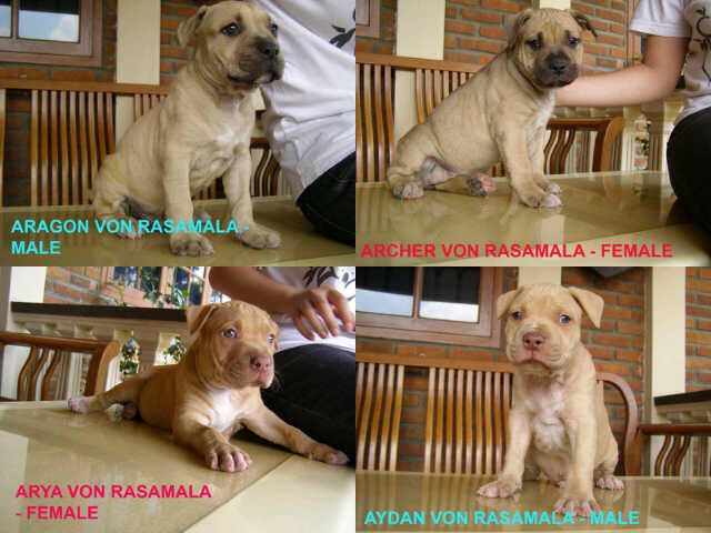 JUAL ANAKAN ANJING PITBULL, STAMBUM, SURAT LENGKAP!!! BANDUNG