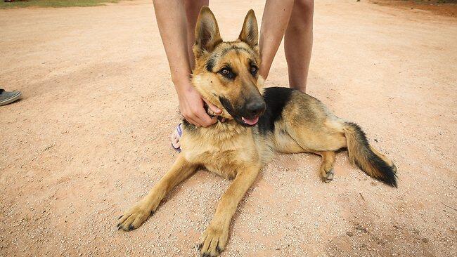 Hilang 14 jam, bayi dua tahun selamat dijaga anjing