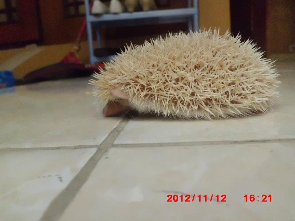 landak mini champ+albino Solo