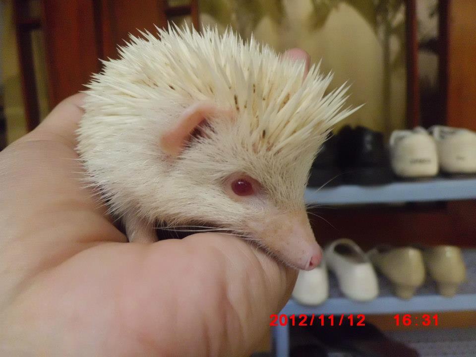 landak mini champ+albino Solo