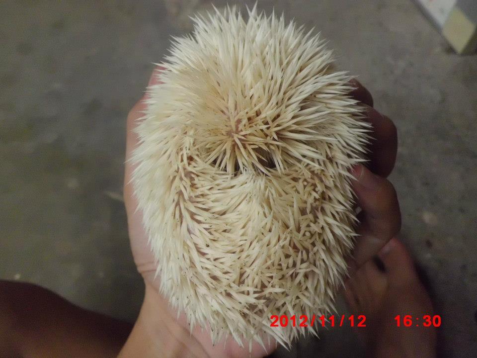 landak mini champ+albino Solo