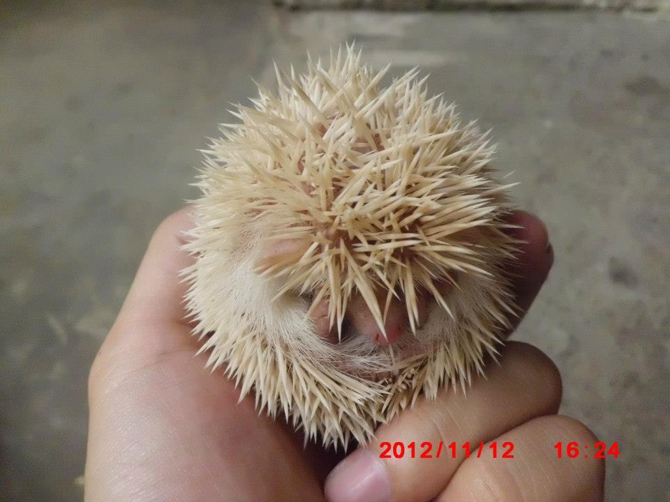 landak mini champ+albino Solo