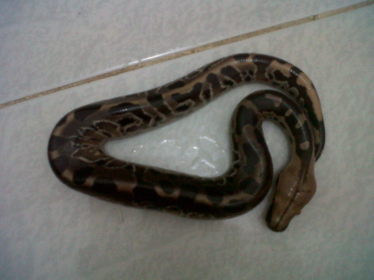 dipong black versi 2