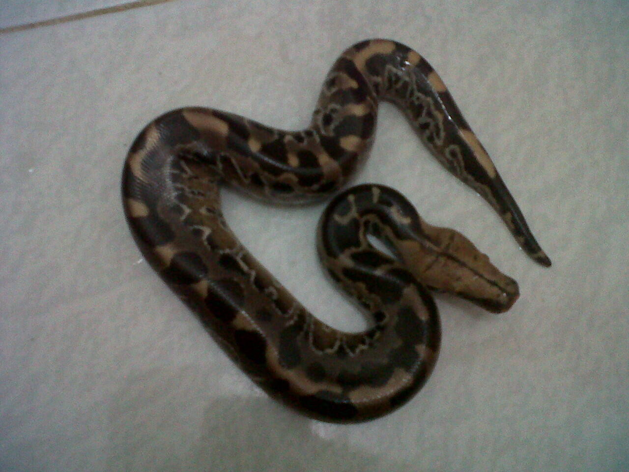dipong black versi 2