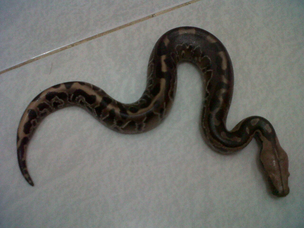 dipong black versi 2