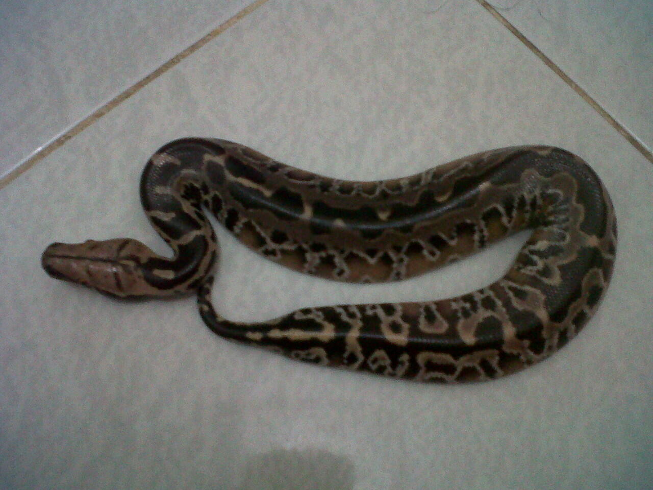 dipong black versi 2