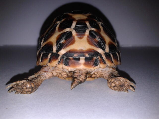 indian star tortoise bandung unik murmer