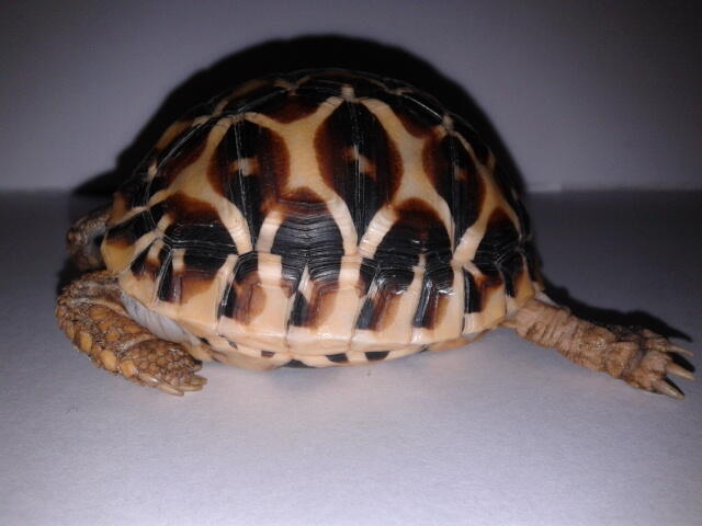 indian star tortoise bandung unik murmer