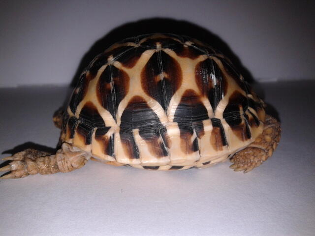 indian star tortoise bandung unik murmer