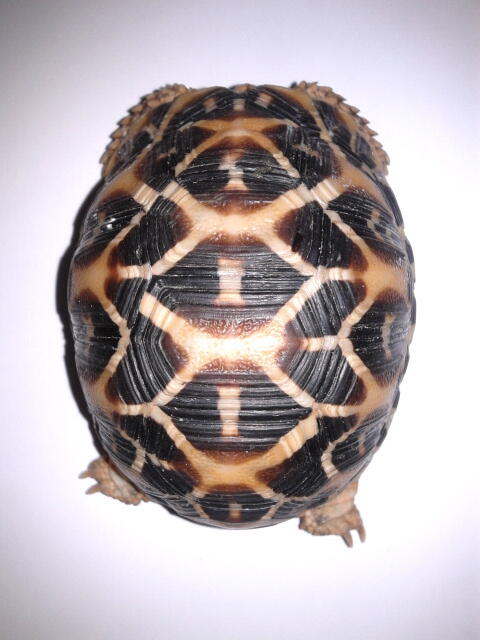 indian star tortoise bandung unik murmer