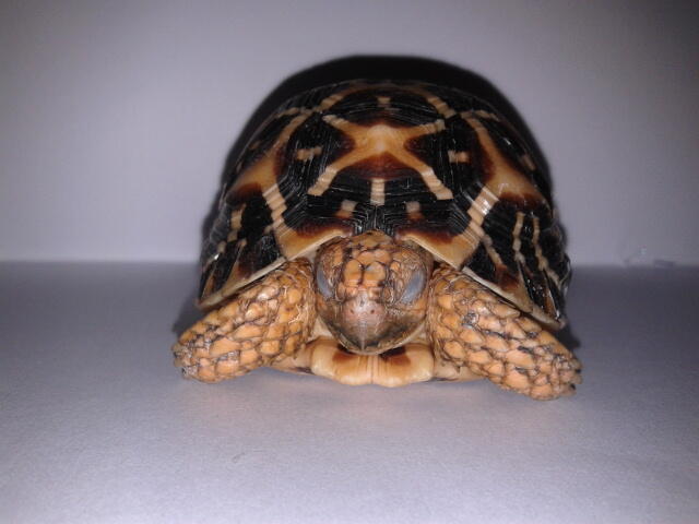 indian star tortoise bandung unik murmer