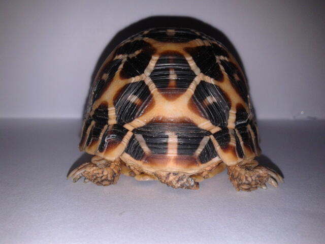 indian star tortoise bandung unik murmer