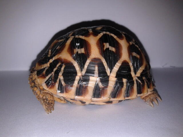 indian star tortoise bandung unik murmer