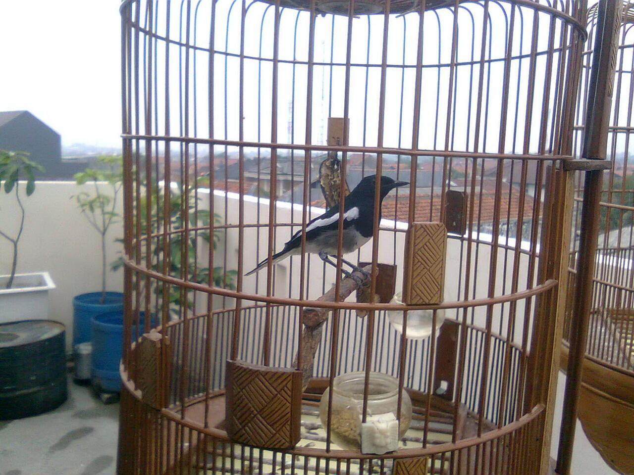 Burung Anis Merah (BANDUNG)