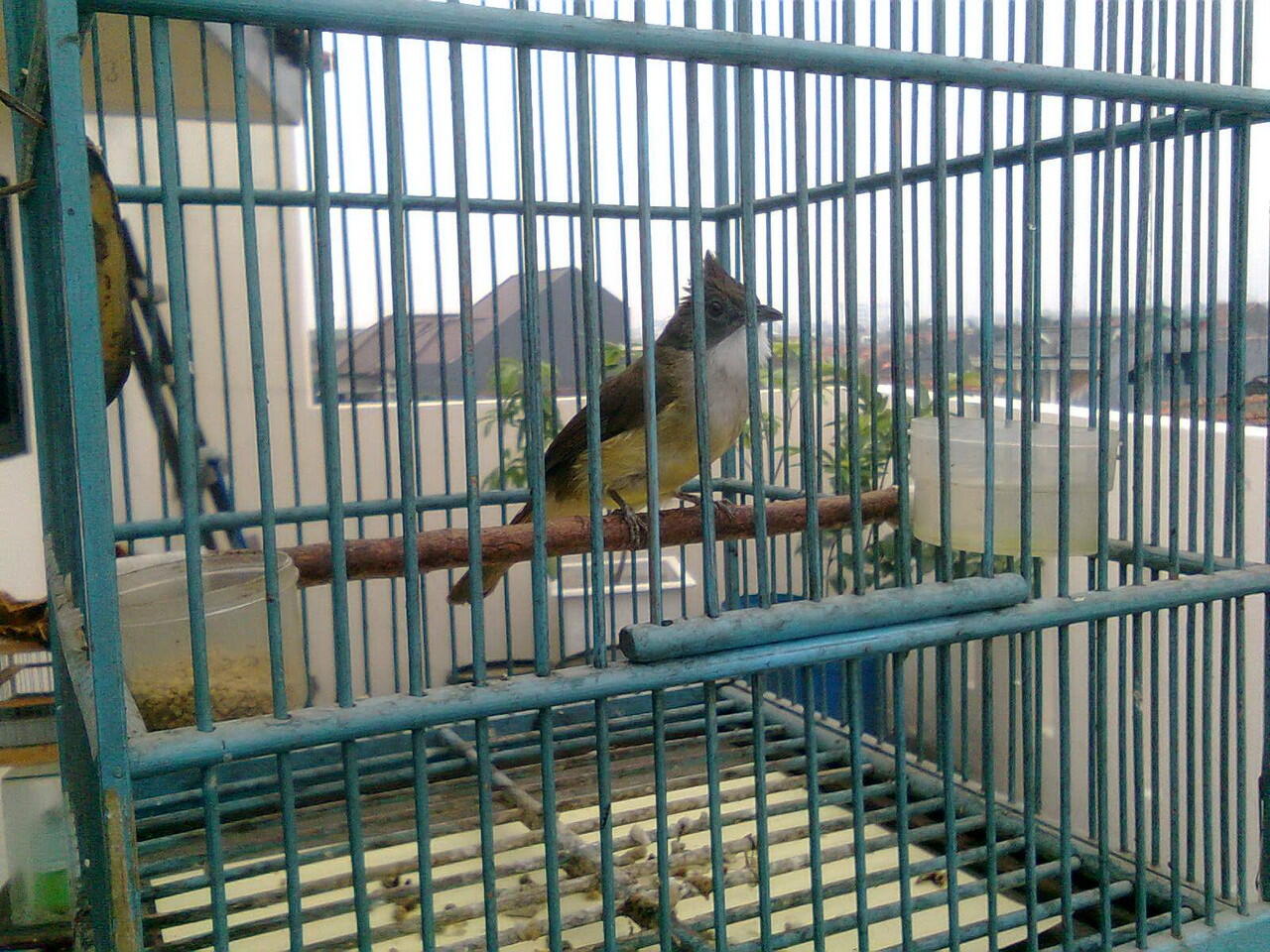 Burung Anis Merah (BANDUNG)