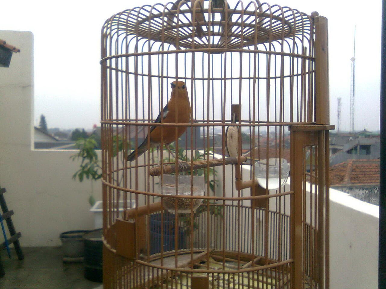 Burung Anis Merah (BANDUNG)
