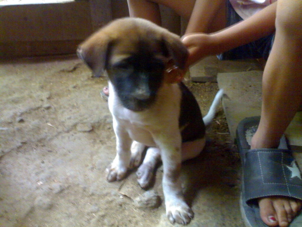 Terjual Anak Anjing Kaskus