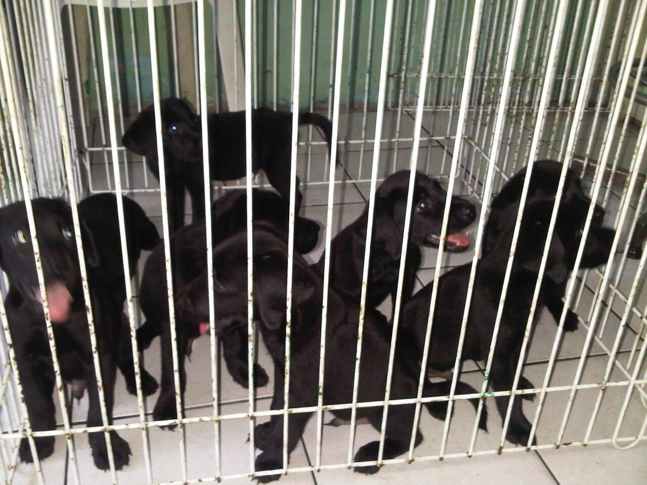 LABRADOR PUPPIES