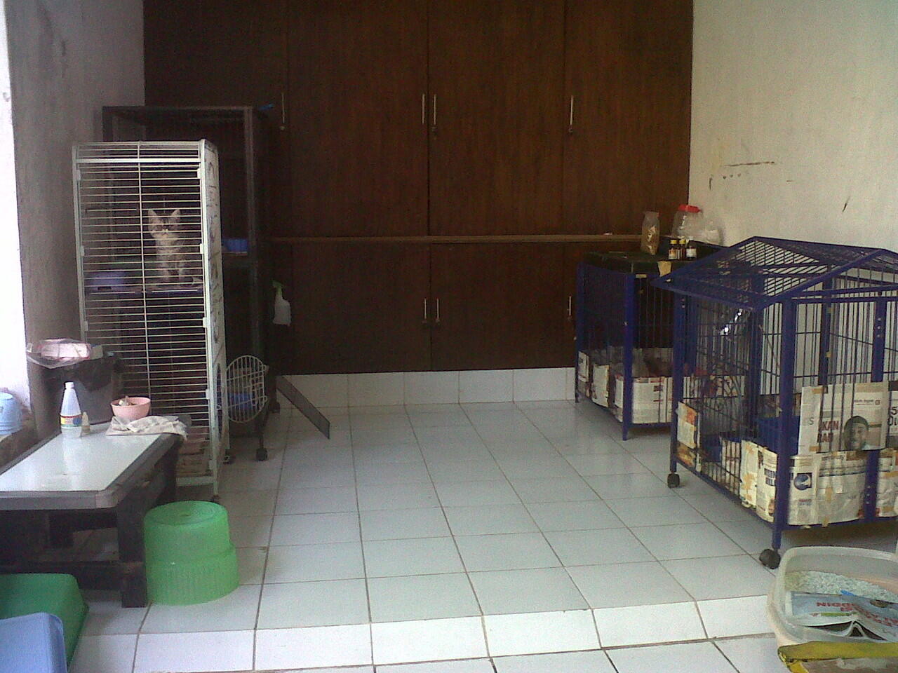 Penitipan Kucing Cinere - Depok