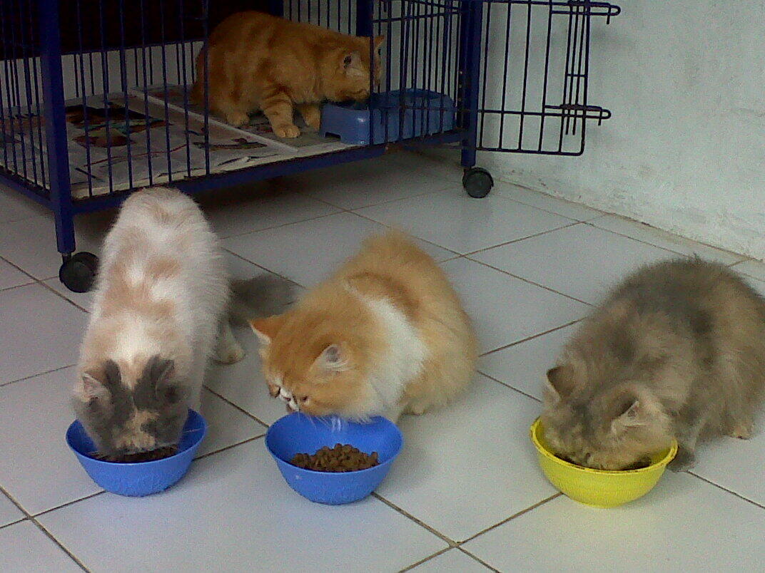 Penitipan Kucing Cinere - Depok