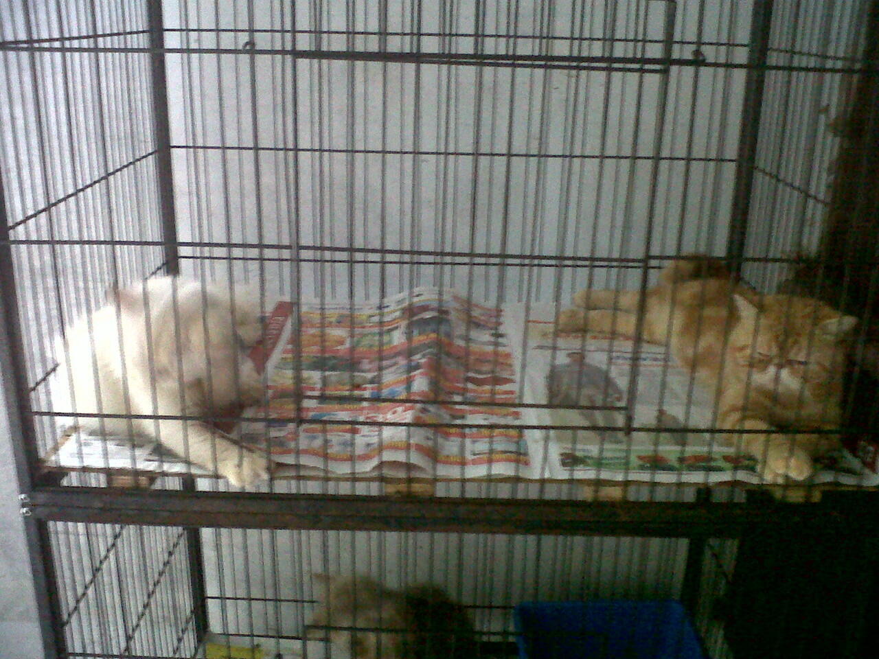 Penitipan Kucing Cinere - Depok