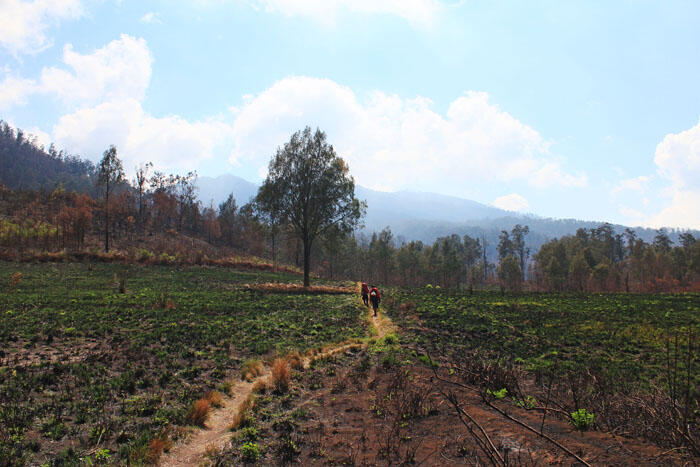 Menuju Puncak Rangkaian Pegunungan Iyang, Argopuro 