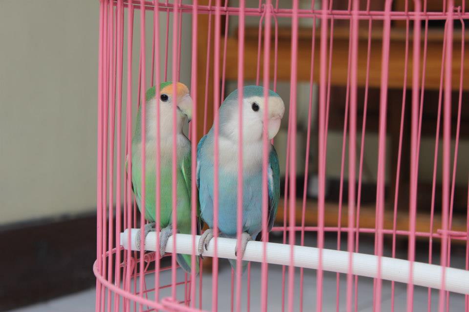 LoveBird Non Klep sepasang jodoh
