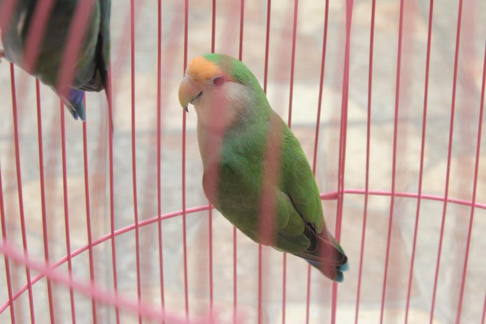 LoveBird Non Klep sepasang jodoh